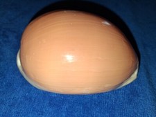 Golden cowrie seadhell for sale  Honolulu