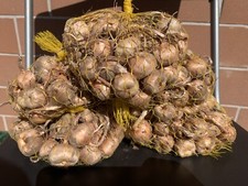 100 bulbi zafferano usato  Agerola