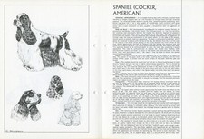 American cocker spaniel for sale  COLEFORD