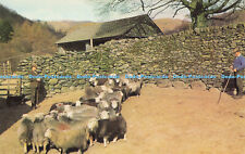 R577795 herdwick sheep for sale  WARLINGHAM