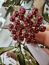 Heavenly hoya hoya gebraucht kaufen  Bad Bramstedt