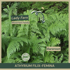 Athyrium filix femina for sale  Portville