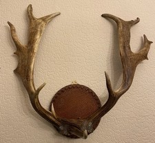 fallow deer antlers for sale fallow deer antlers for sale CHRISTCHURCH