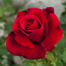 Bare root red for sale  Denver