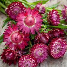 Strohblume purple red gebraucht kaufen  Oldenburg (Oldenburg)
