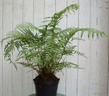 Cyathea cooperii fougere d'occasion  Villemandeur