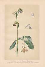 Ophrys Fusca - Marrón Ragwurz Litografía De 1894 Orquídeas Orchidaceae comprar usado  Enviando para Brazil