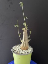 Rare plante caudex d'occasion  Aire-sur-l'Adour