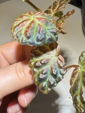 Begonia borneo actual for sale  Ridgewood