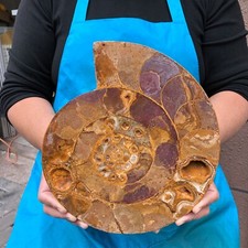 Caracola fósil en rodajas pulidas naturales de 5,03 lb 2290 segunda mano  Embacar hacia Mexico