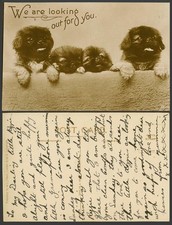 Pekingese dogs puppies for sale  UK
