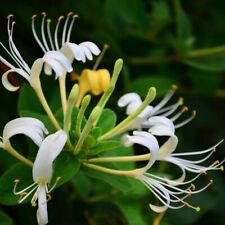 100 semillas de madreselva japonesa Lonicera japonica segunda mano  Embacar hacia Argentina