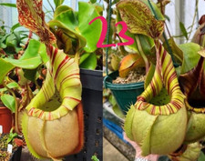 Nepenthes veitchii sale for sale  HUNTINGDON