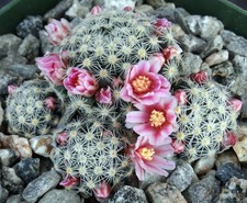 Mammillaria schiedeana ssp. for sale  Thousand Oaks