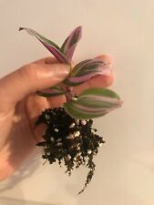 Tradescantia nanouk variegated for sale  LINCOLN