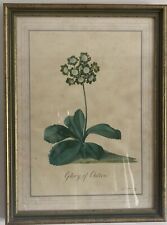 Two vintage botanical for sale  STURMINSTER NEWTON