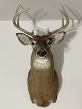 Whitetail deer head for sale  Manorville