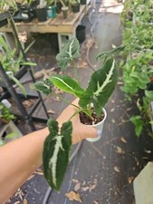 Syngonium wendlandii rooted for sale  Englewood