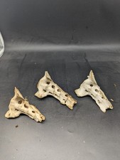 Fallow deer bone for sale  EDGWARE