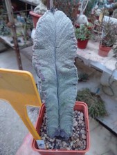 Astrophytum myriostigma quadri usato  Civitanova Marche