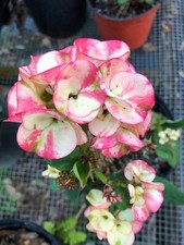 Thai hybrid crown for sale  Indiantown