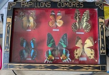 Cabinet curiosité papillons d'occasion Cabinet curiosité papillons d'occasion  Meyrargues