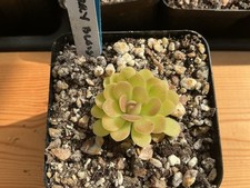 Pinguicula cherry blossom for sale  ROTHERHAM