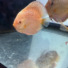 Albion leopard discus for sale  Brooklyn