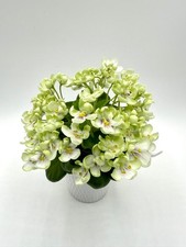African violet mac for sale  Hampstead