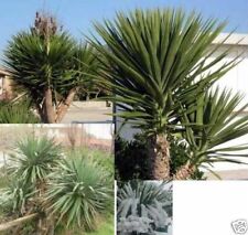 Yucca aloifolia winterharte gebraucht kaufen  Kaiserslautern