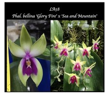 Phalaenopsis bellina glory for sale  SHREWSBURY