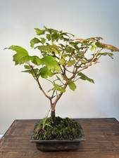Bonsai viburnum small for sale  NORWICH