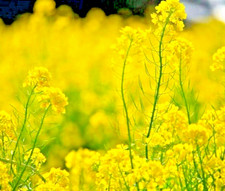 2000 mustard seeds for sale  Greenville