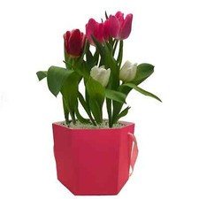Gifts bloom 6.5 for sale  New York