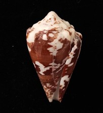Sea shell conus for sale  SOUTHAMPTON