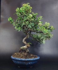 Piracanta bonsai. pyracantha usato  Cison di Valmarino