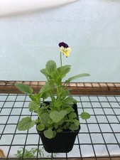 Viola live flower for sale  USA