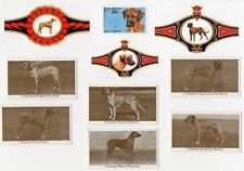 Rhodesian ridgeback vintage usato  Spedire a Italy