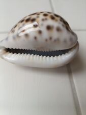 Cypraea tigris echte gebraucht kaufen  Neustadt