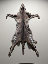 Tanned bobcat pelt for sale  Asheboro