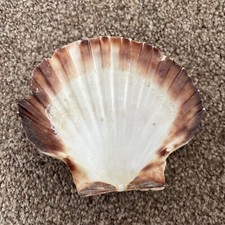 Natural shell trinket for sale  COWES