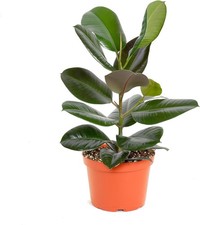 Feet ficus burgundy for sale  Phoenix