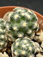 Mammillaria saboe vaso usato  Monterosso Almo