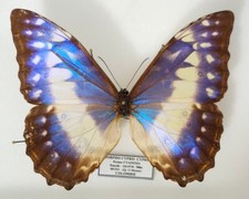 Morpho cypris cypris d'occasion  Paris XI