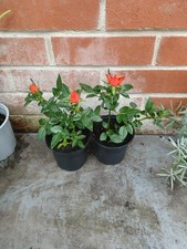 rose plants for sale  SOUTHAMPTON