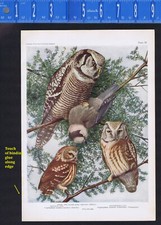 Hawk owl saw for sale  Enterprise