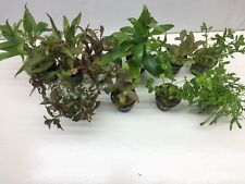 Aquarienpflanzenset wasserpfla gebraucht kaufen  Gelsenkirchen