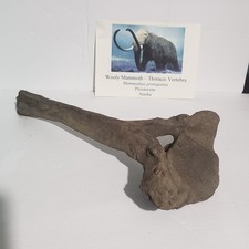 Woolly mammoth thoracic for sale  Oaklyn