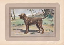 1931 basset fauve for sale  BIDEFORD