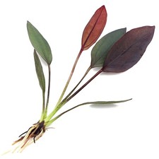 Echinodorus aflame live for sale  HOUNSLOW